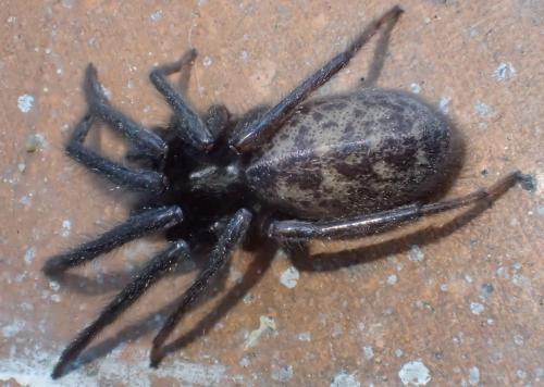 Segestria florentina